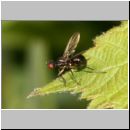 Themira putris - Schwingfliege 02.jpg